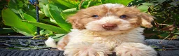 Havapoo dogs for sale: Nemo - Ad 2