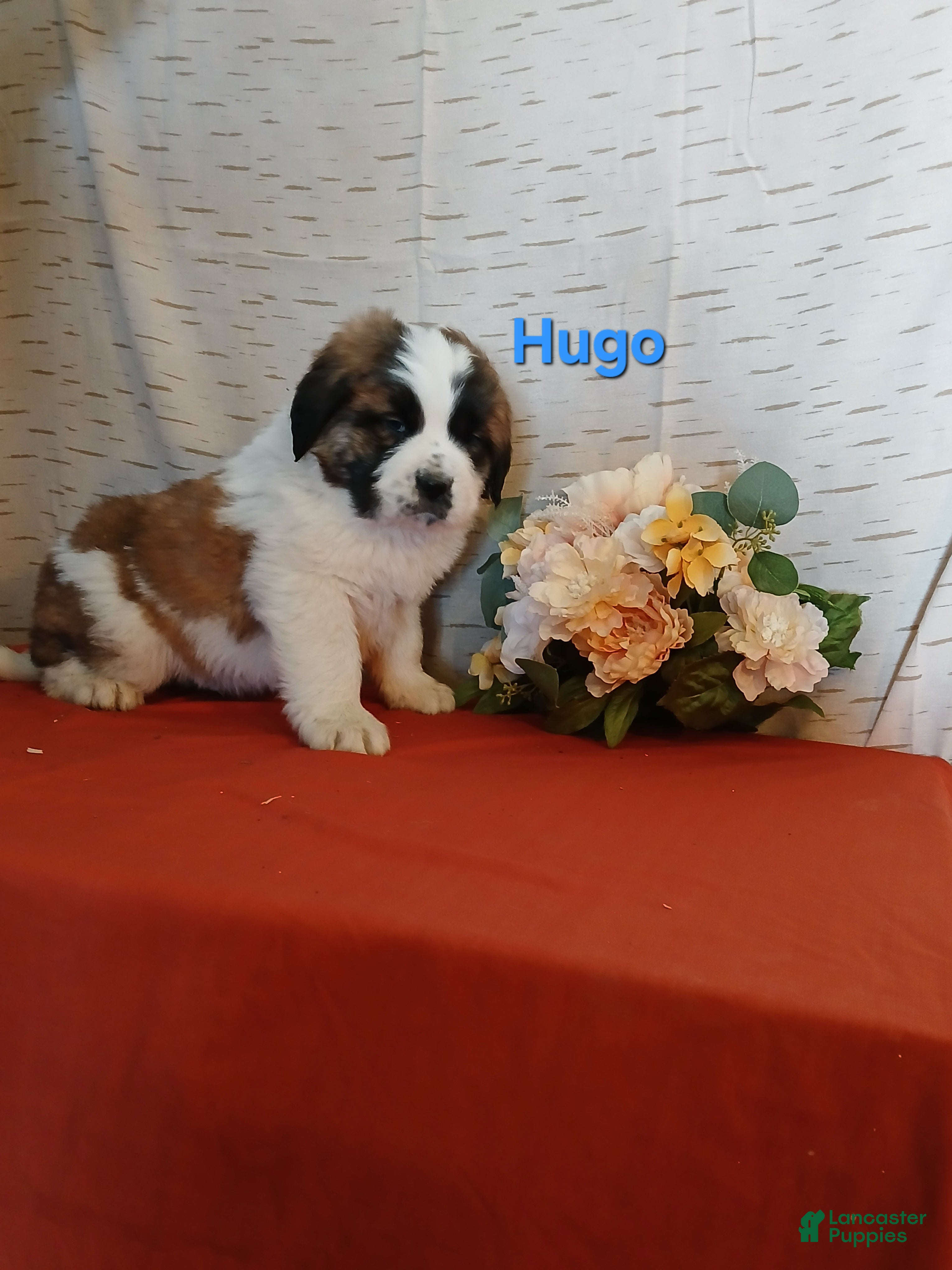 Saint Bernard dogs Hugo - Ad 27