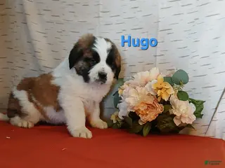 Saint Bernard dogs Hugo - Ad 27