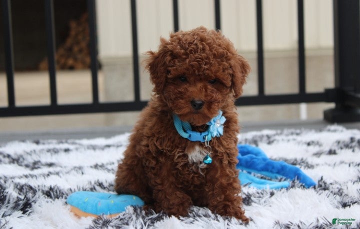 Toy Poodle dogs Abaro - Ad 1