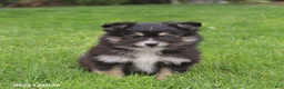 Pomsky dogs for sale: Smokey - Ad 5