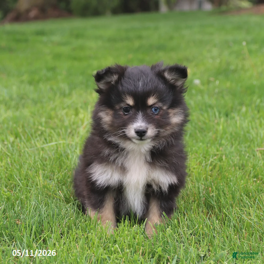 Pomsky dogs for sale: Smokey - Ad 5