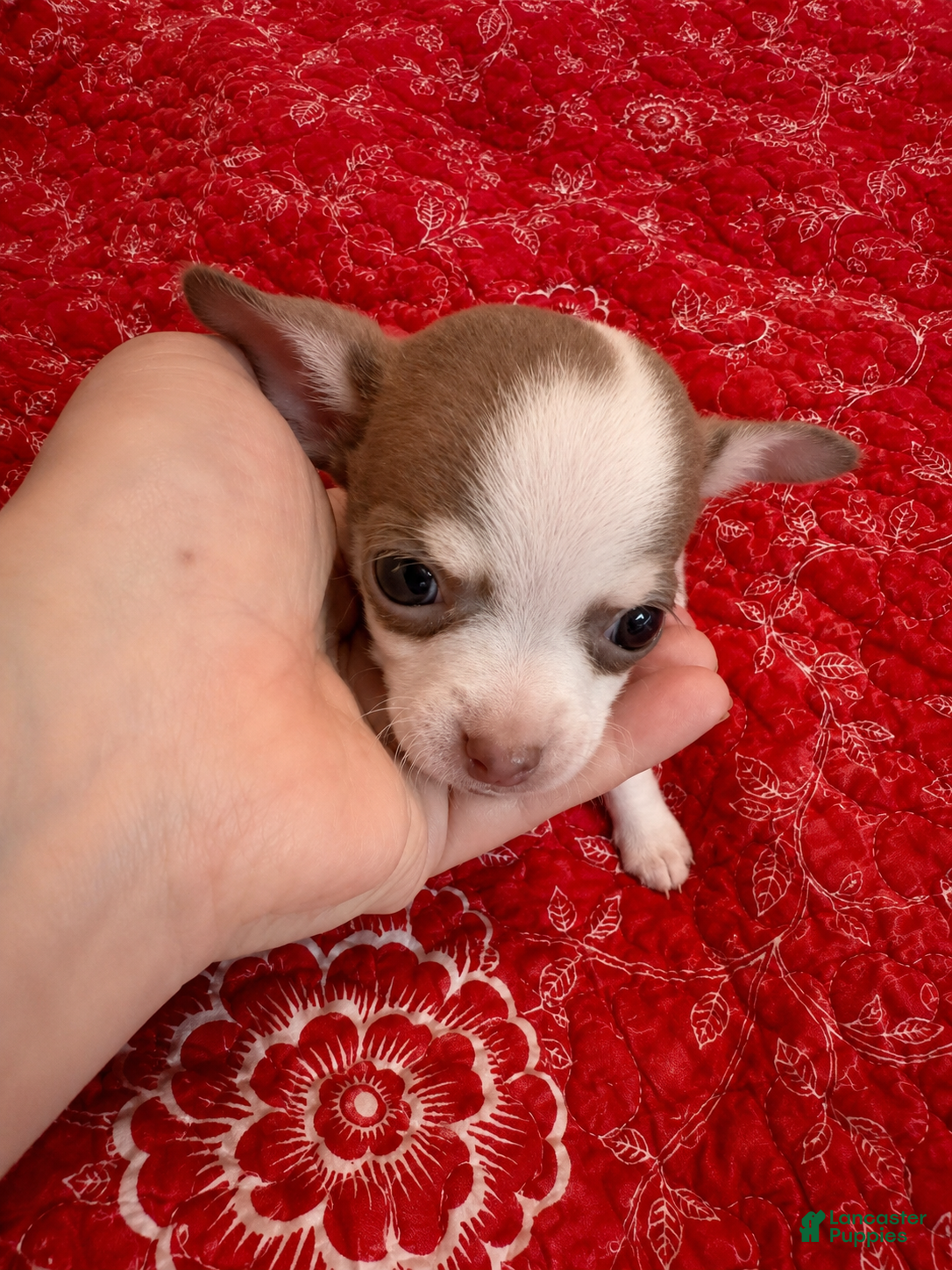 Chihuahua dogs Finley - Ad 2