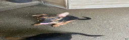 German Shepherd dogs for sale: Tiny girl - Ad 4