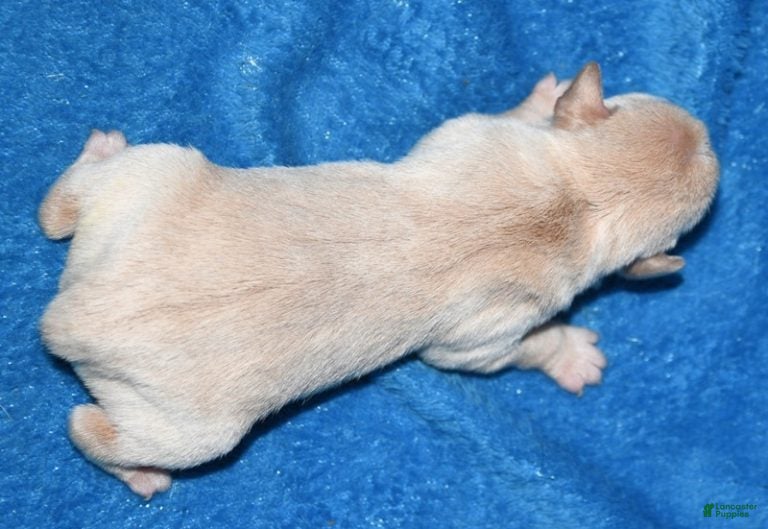 Rat Terrier dogs Baffin - Ad 2