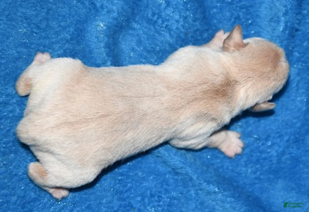 Rat Terrier dogs for sale: Baffin - Ad 2