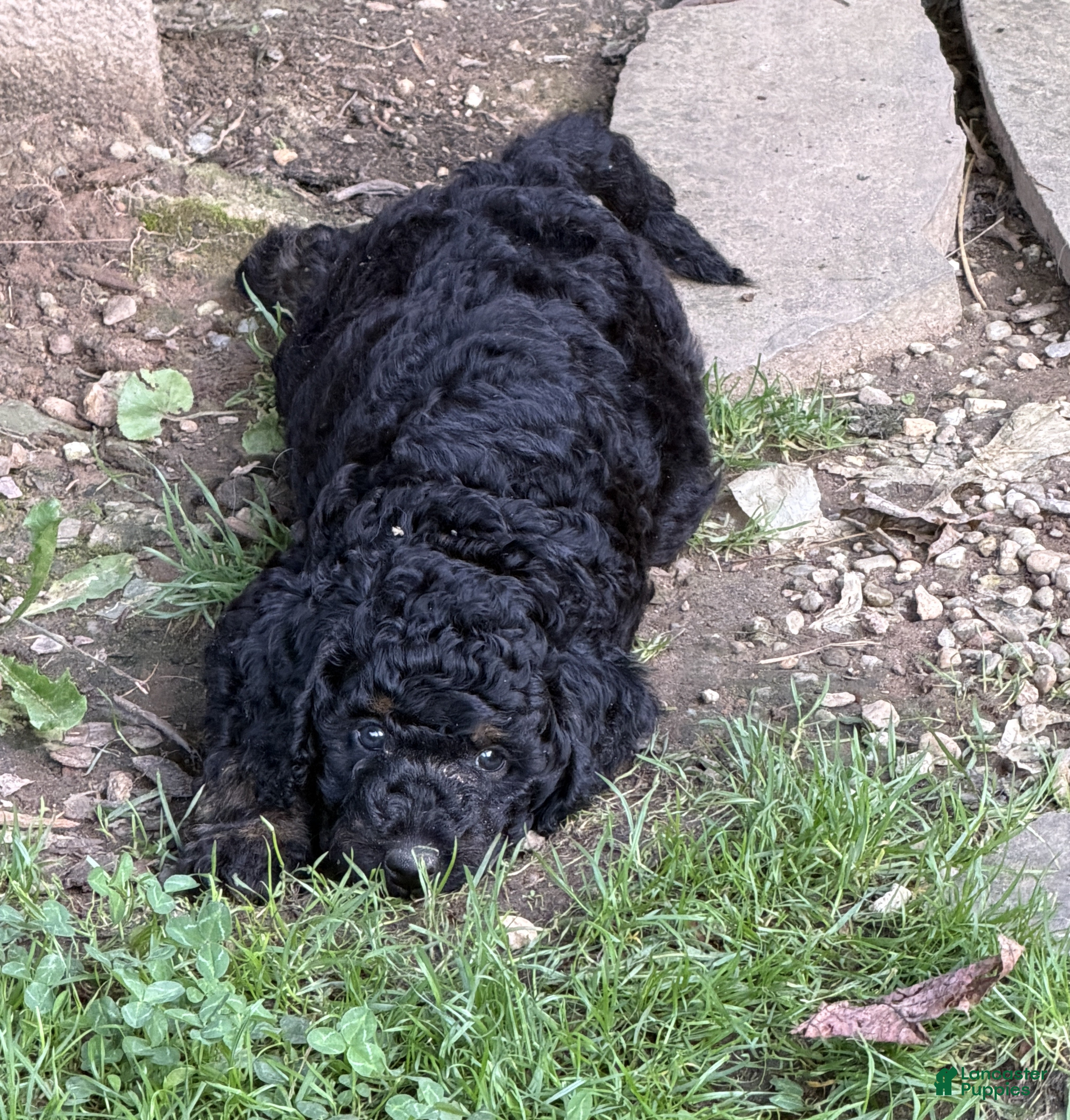 Aussiedoodle dogs Cirie - Ad 2