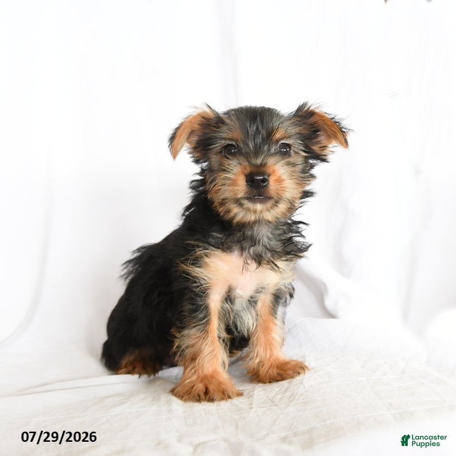 Yorkshire Terrier dogs Fiona - Ad 2