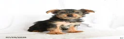 Yorkshire Terrier dogs for sale: Fiona - Ad 2