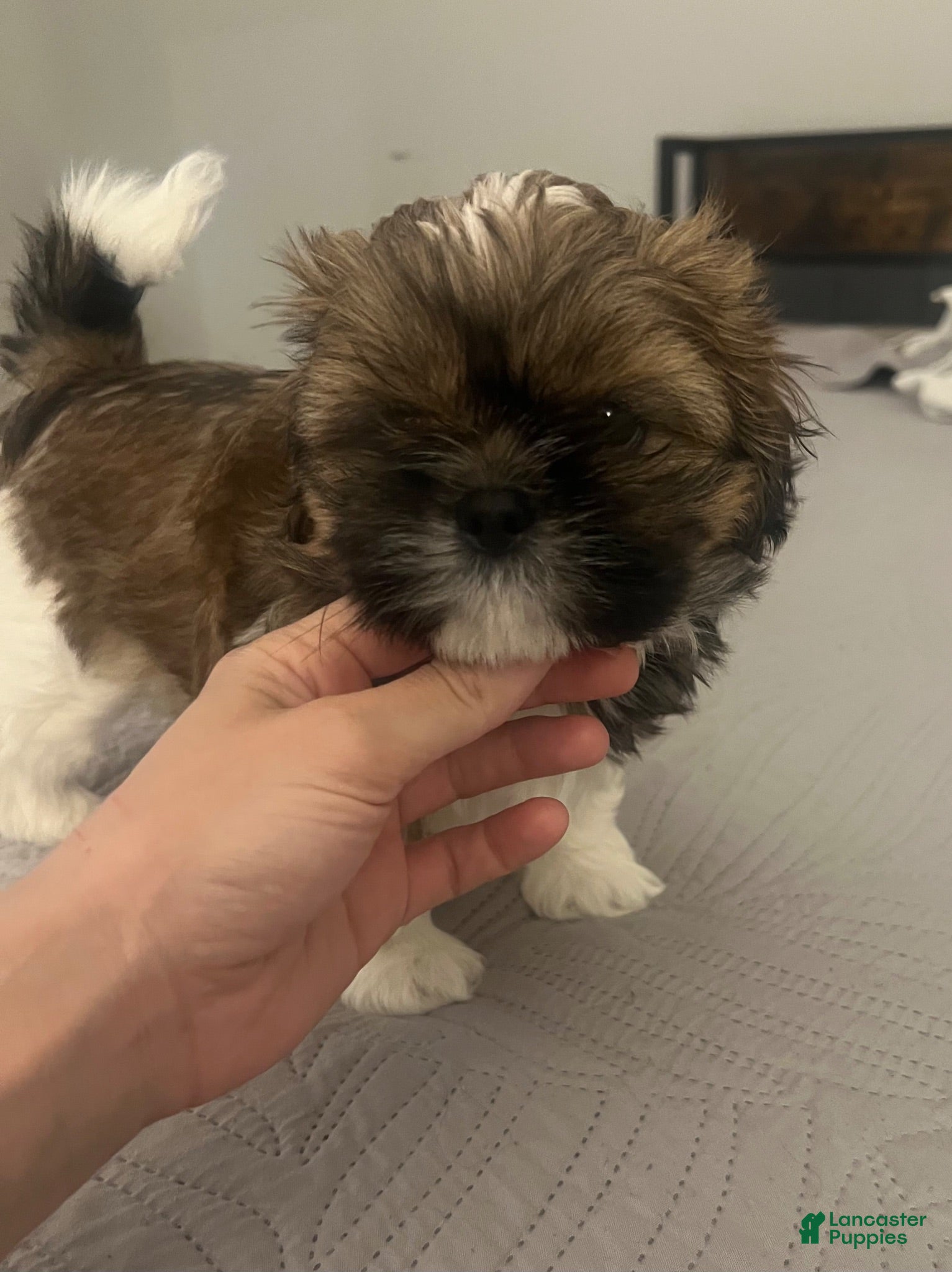 Shih Tzu dogs for sale: Snorlax - Ad 1