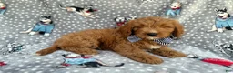 Cavapoo dogs for sale: Benson - Ad 3