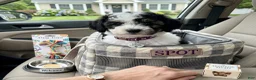 Miniature Poodle dogs for sale: Snickers - Ad 1