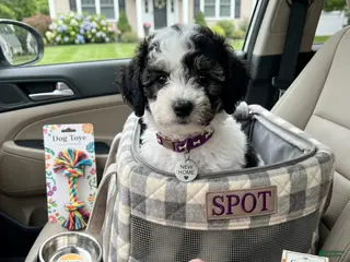 Miniature Poodle dogs for sale: Snickers - Ad 4