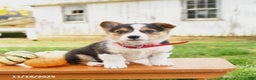 Welsh Corgi Pembroke dogs for sale: Orchid - Ad 2