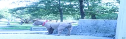 American Bully dogs for sale: Haze - Ad 11