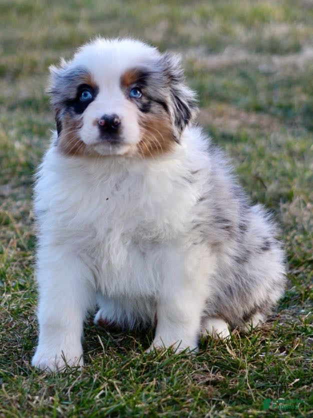 Australian Shepherd dogs Bandit  - Ad 1