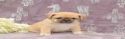 Puggle dogs for sale: Rita - Ad 4