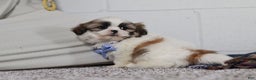 Shih Tzu dogs for sale: Milo - Ad 5