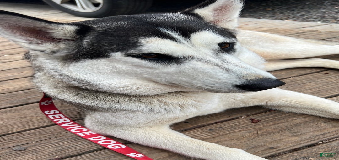 Gallery Image {{count}}