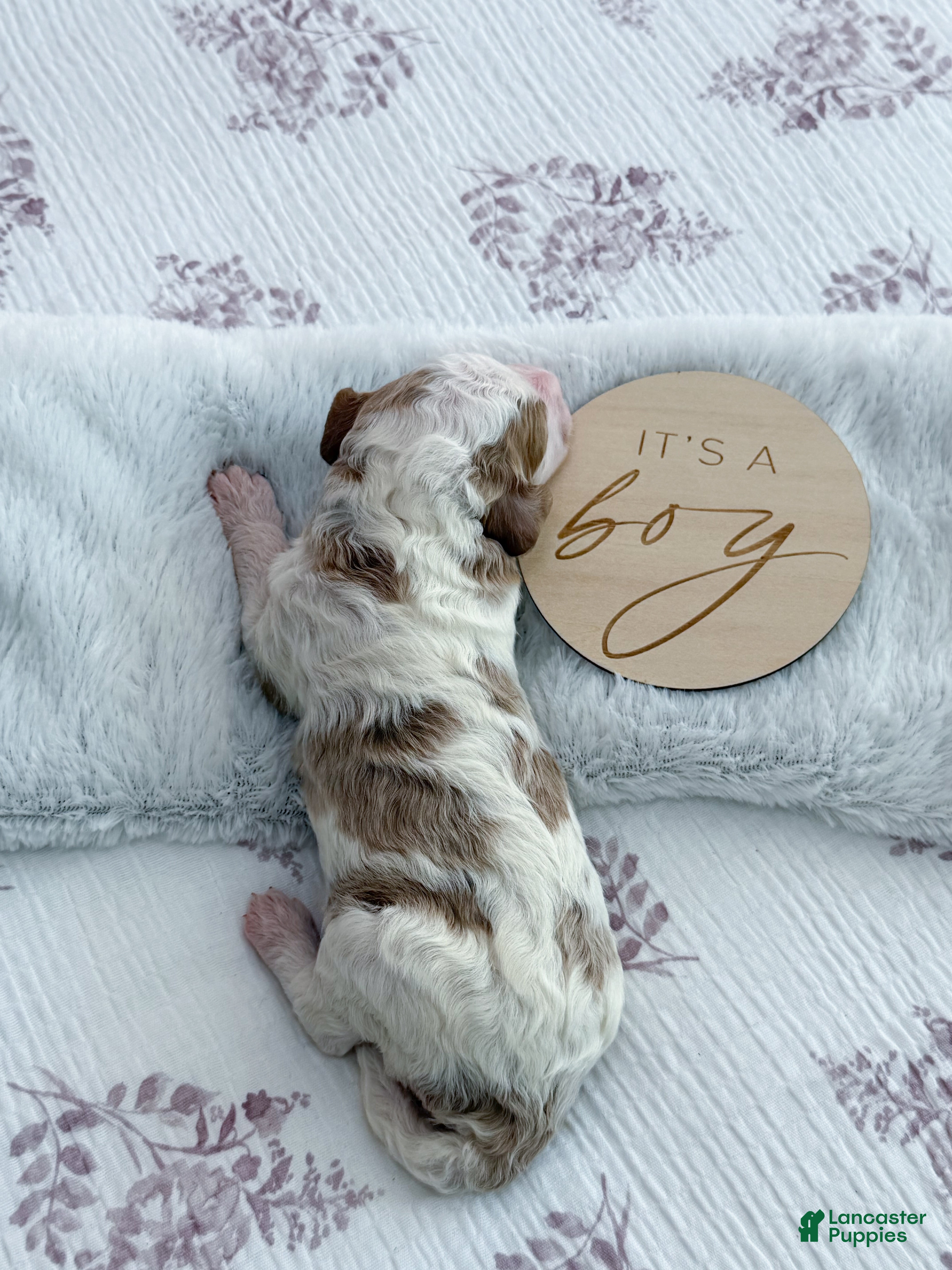 Goldendoodle dogs Nash - Ad 31