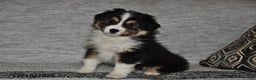Miniature Australian Shepherd dogs for sale: Buttons - Ad 8