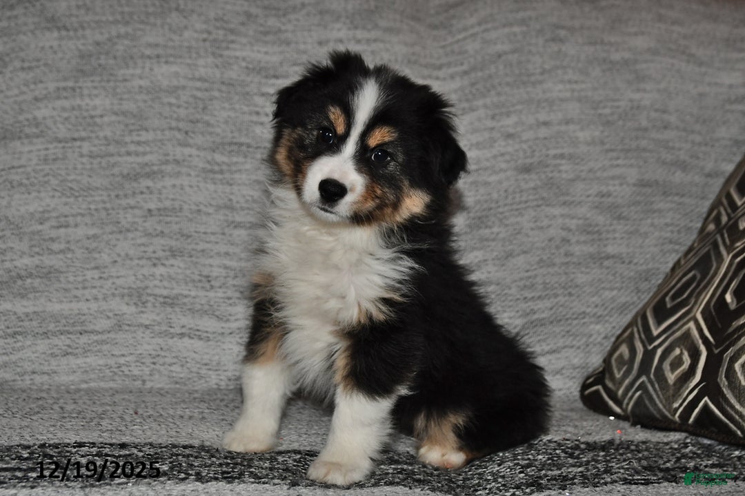 Miniature Australian Shepherd dogs for sale: Buttons - Ad 8