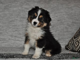 Miniature Australian Shepherd dogs Buttons - Ad 9