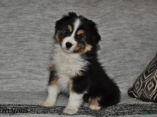 Miniature Australian Shepherd dogs Buttons - Ad 13