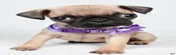 Pug dogs for sale: Avery - Ad 8
