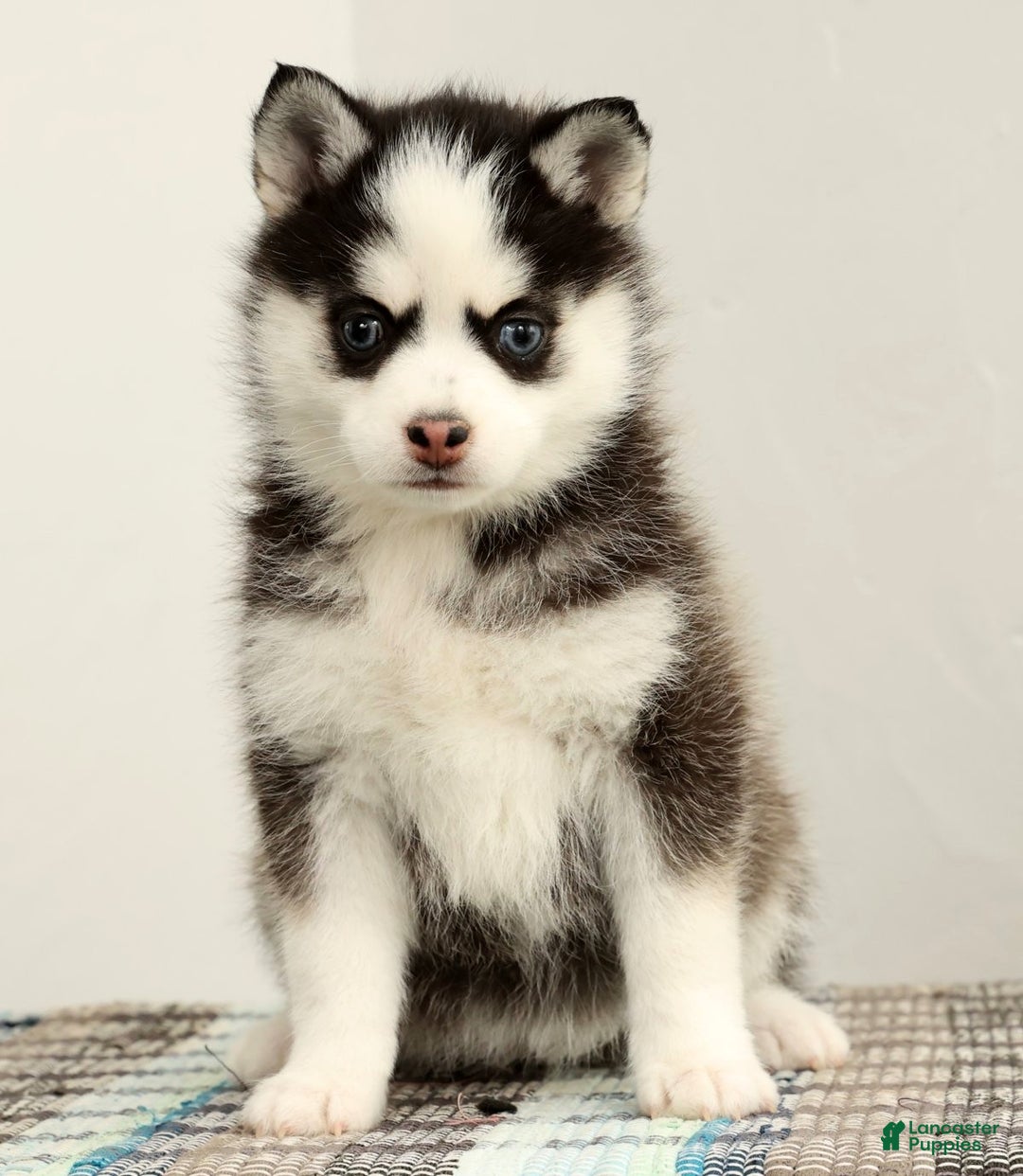 Pomsky dogs for sale: Tara - Ad 4