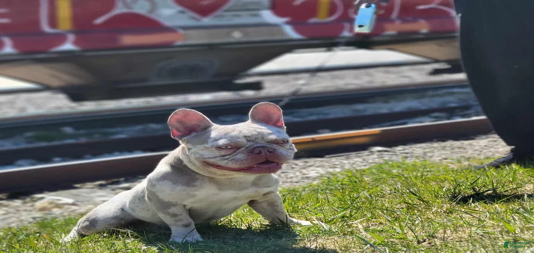 Gallery Image {{count}}