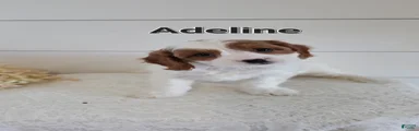 Adeline