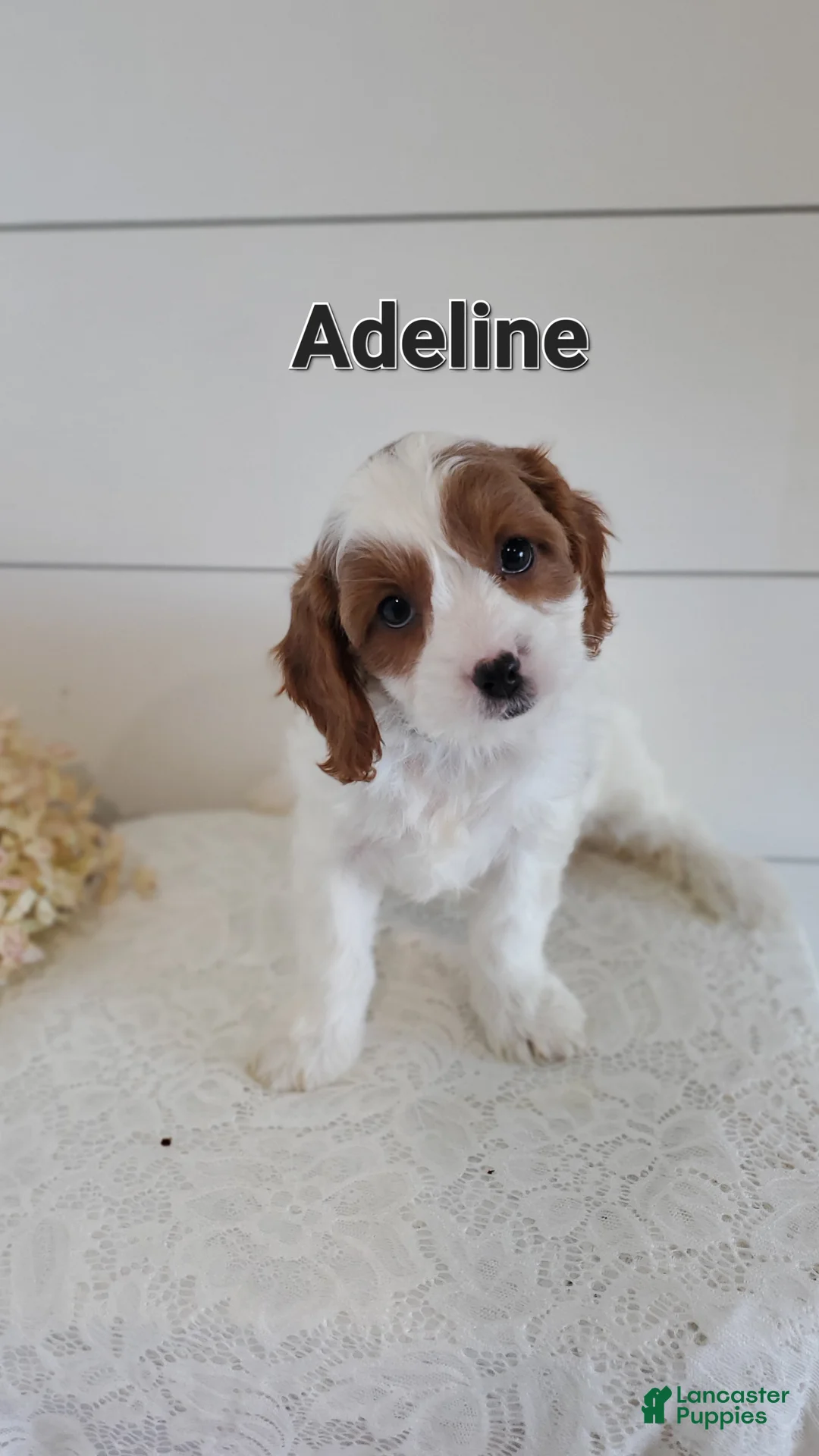 Cavapoo dogs for sale: Adeline - Ad 1