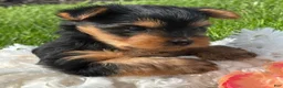 Yorkshire Terrier dogs for sale: Hershey - Ad 12