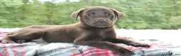 Labrador Retriever dogs for sale: Winchester  - Ad 4