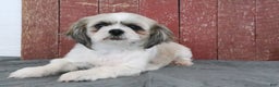 Shihpoo dogs for sale: Matthew - Ad 5