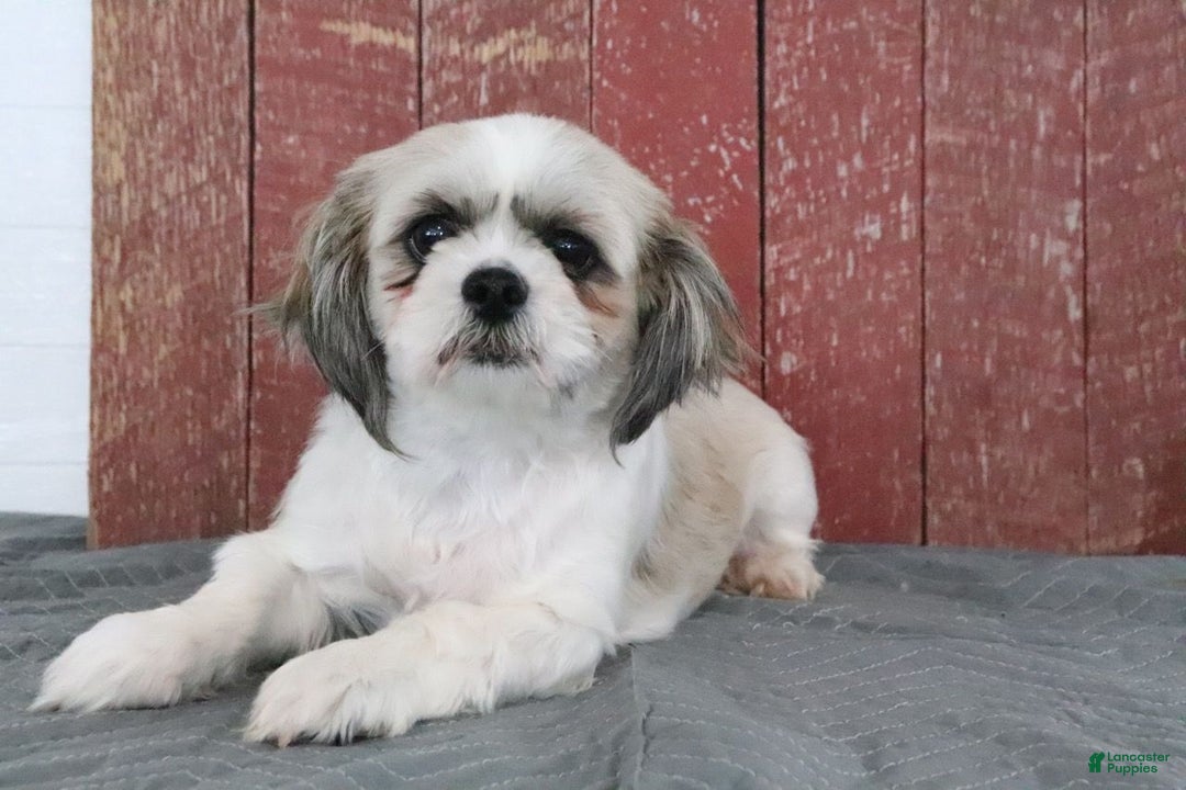 Shihpoo dogs for sale: Matthew - Ad 5