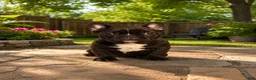 French Bulldog dogs for sale: French Bulldog  - Ad 1