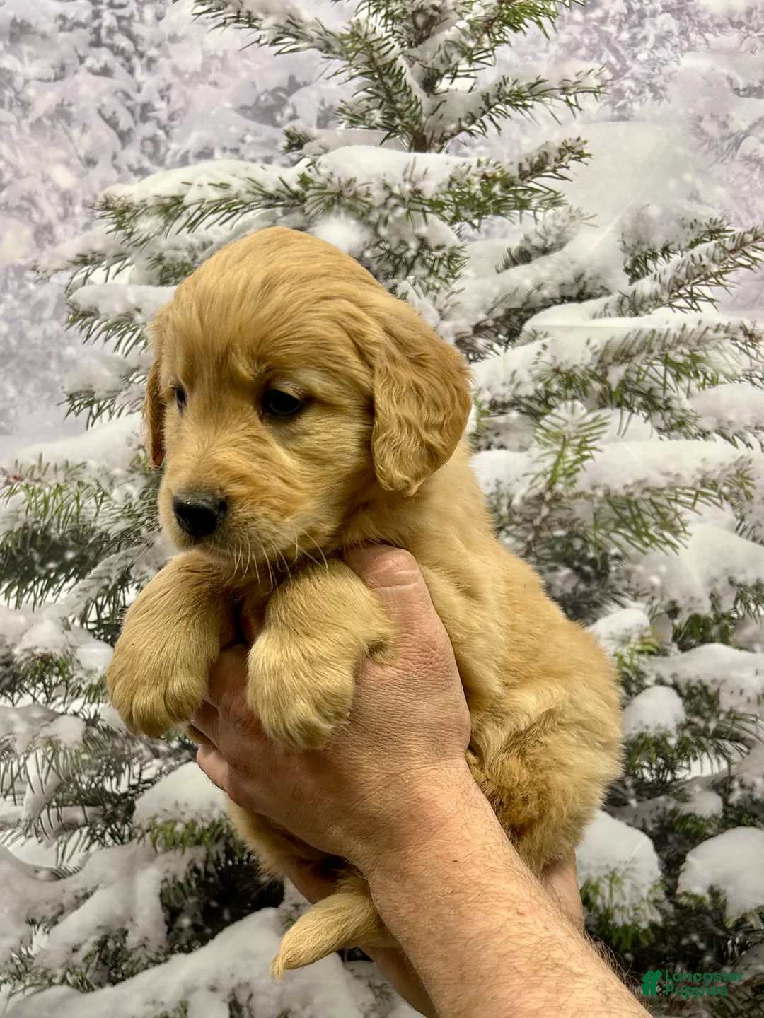 Golden Retriever dogs for sale: Honey - Ad 4