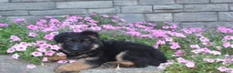 German Shepherd dogs for sale: Blaire  - Ad 6