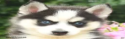 Pomsky dogs for sale: Erika - Ad 4