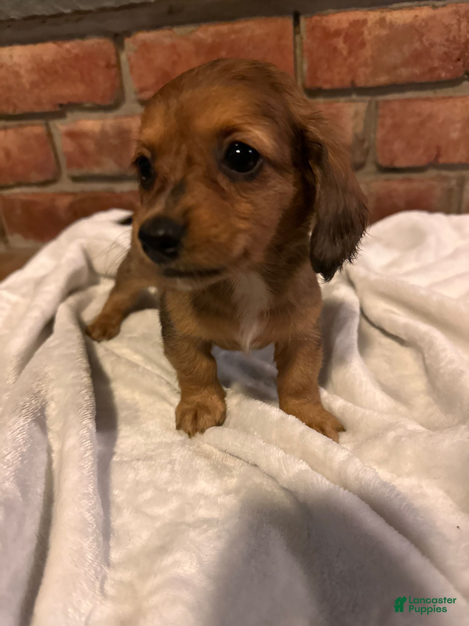 Dachshund dogs Female Four - Ad 1