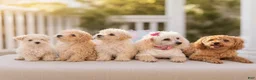 Toy Poodle dogs for sale: Toy Poodle 2 - Ad 3