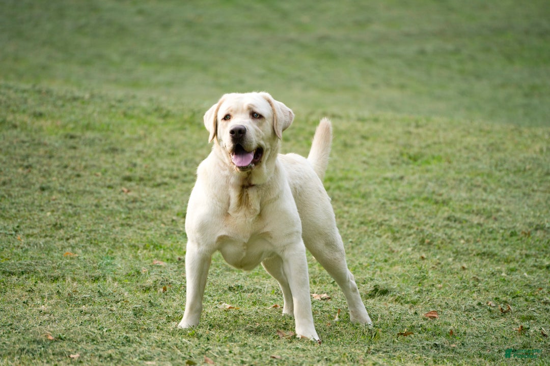 Labrador Retriever dogs for sale: Red - Ad 18