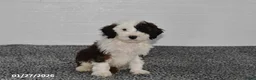 Mini Sheepadoodle dogs for sale: Ace - Ad 4