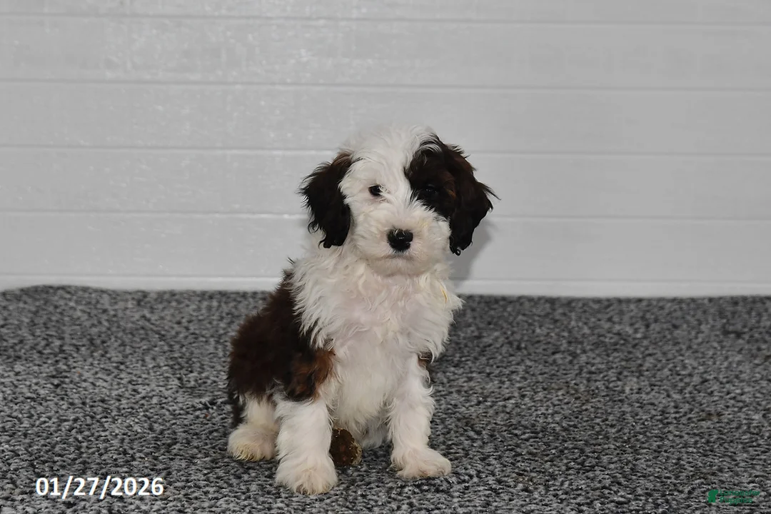 Mini Sheepadoodle dogs for sale: Ace - Ad 4