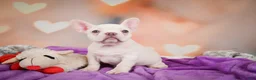 French Bulldog dogs for sale: Sadie - Ad 6