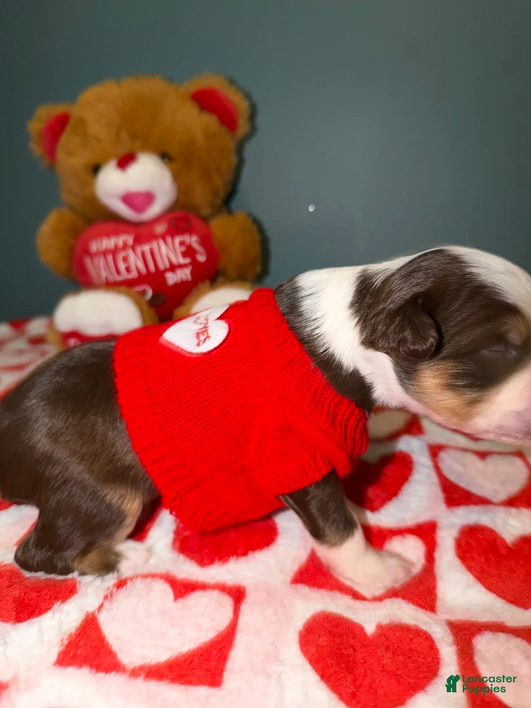 Miniature Australian Shepherd dogs for sale: Tate - Ad 6