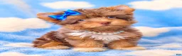Yorkshire Terrier dogs for sale: Princes Lyra of Biewerlux  - Ad 4