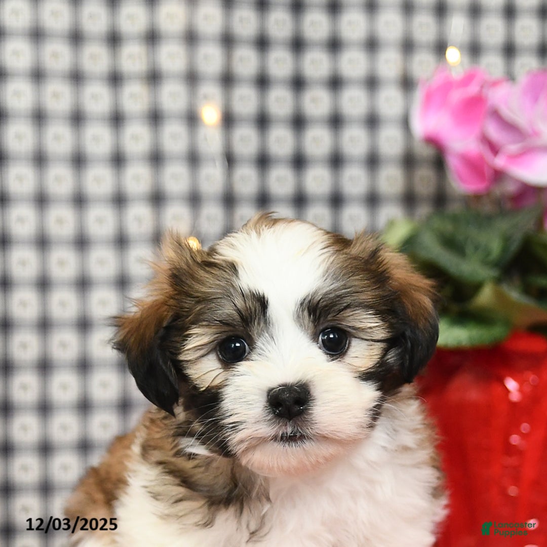 Malshi dogs for sale: Hope - Ad 4